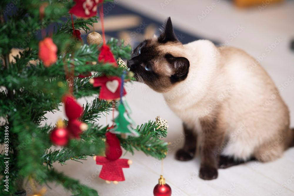 Siamese cat and Christmas tree