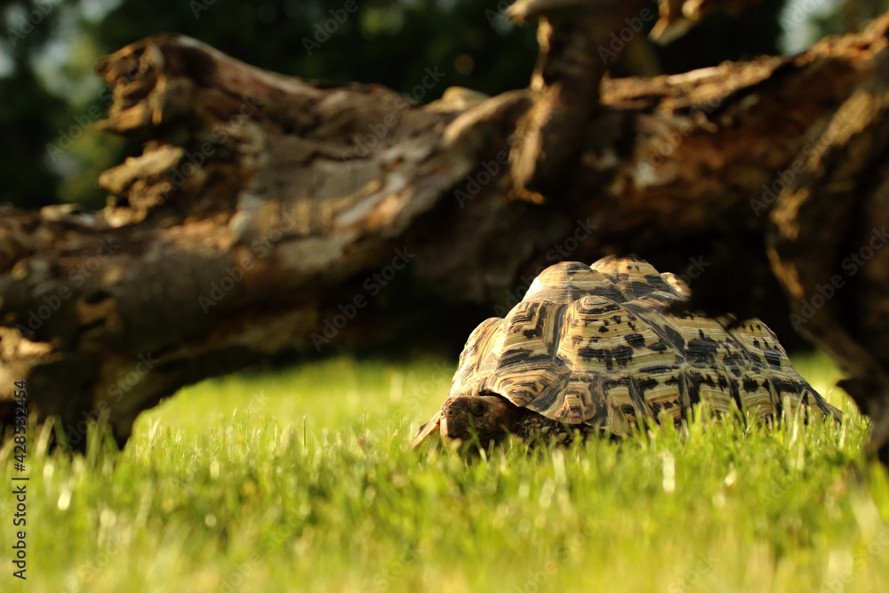 A leopard tortoise (Stigmochelys pardalis or Geochelone pardalis) in the green grass. A leopard tortoise (Stigmochelys pardalis or Geochelone pardalis) in the green grass.