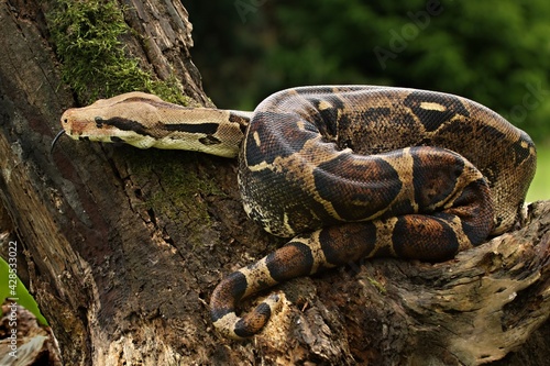 The boa constrictor (Boa constrictor), also called the red-tailed boa or the common boa, on the old branche. photo