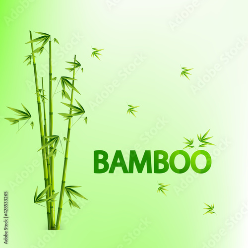 Green bamboo tree plant leaves on green blurry  background