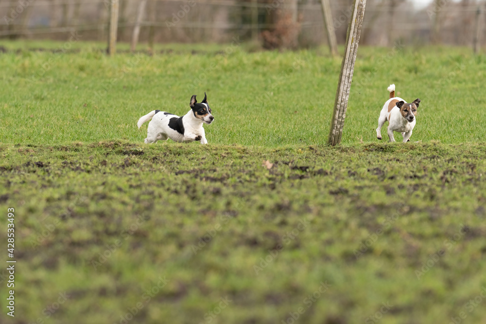 Two active Jack Russell Terriers running outside in the pasture. The ears flap in the wind. Young and older dog who are enthusiastic and healthy