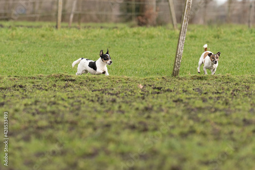 Fototapeta Naklejka Na Ścianę i Meble -  Two active Jack Russell Terriers running outside in the pasture. The ears flap in the wind. Young and older dog who are enthusiastic and healthy