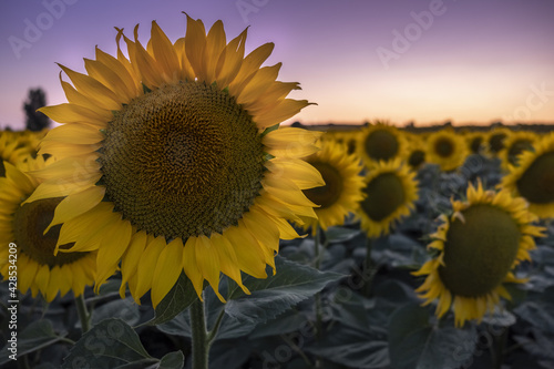 Beautiful sunflower field at sunset or sunrise in Uluru, Mutitjulu, Australia photo