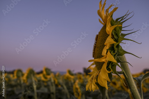 Selective focus shot of a beautiful sunflower field at sunset or sunrise in Mutitjulu, Australia photo