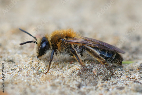 Lateral closeup of a female Mellow Miner , Andrena mitis on sandy soil © Henk