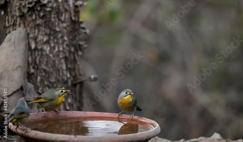 Red-billed leiothrix (Leiothrix lutea) bird drinking water in forest. photo