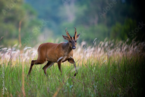 A Common barking deer walks for a living in a meadow.