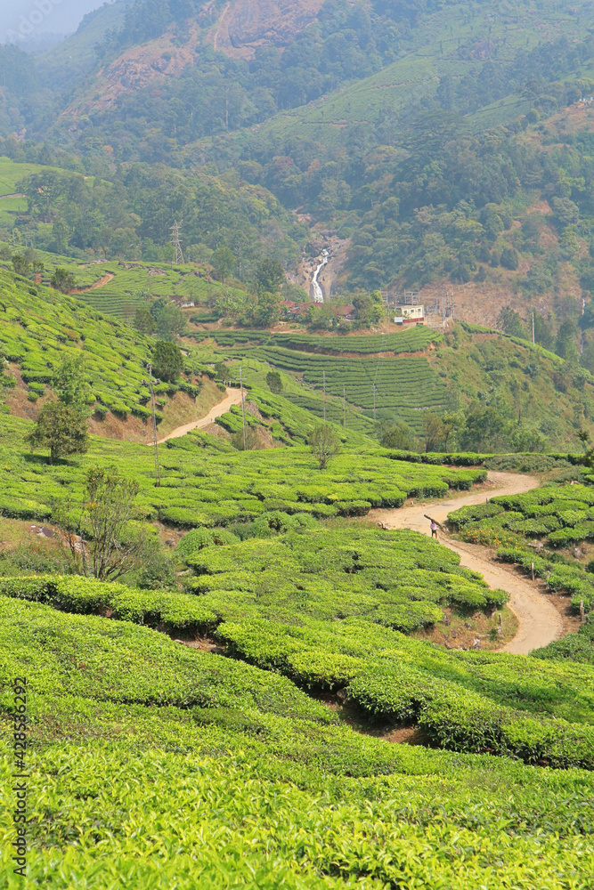 Tea plantations in India. Surroundings of Munnar.