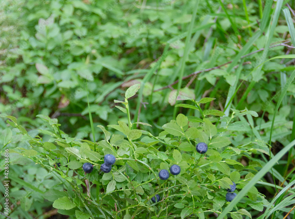 In the forest, blueberries grow on small bushes. Blueberry in the forest. Blueberry berries on a bush. In the forest, blueberries grow on small bushes. Blueberry in the forest. Blueberry berries on a bush.