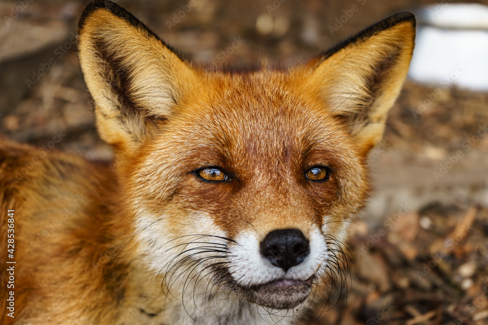 Fototapeta premium The head of a red fox smiling. 