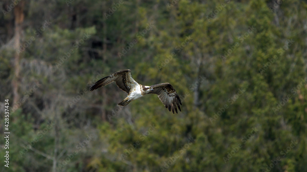osprey in flight in front of a forest osprey in flight in front of a forest