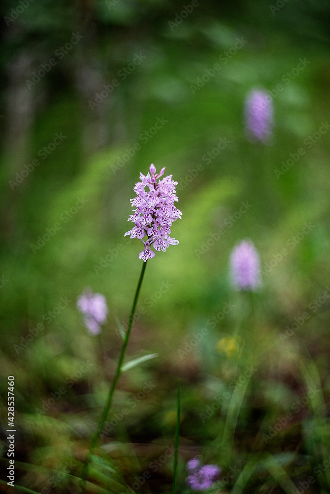 flowers in the forest flowers in the forest