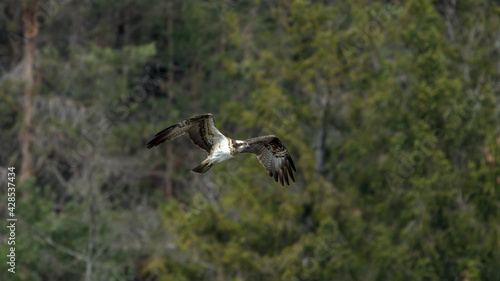 osprey in flight in front of a forest