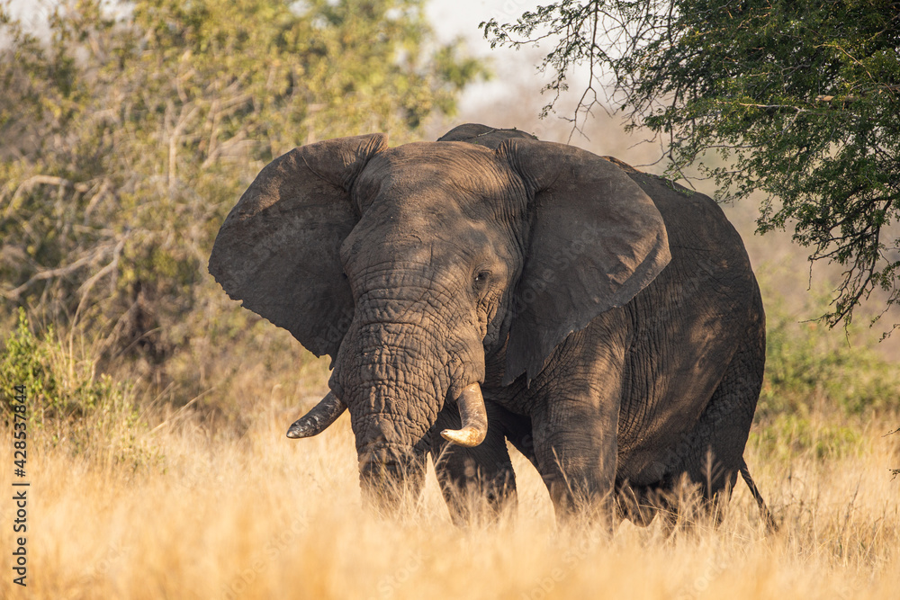 African Bull elephant walks through the thorny bush