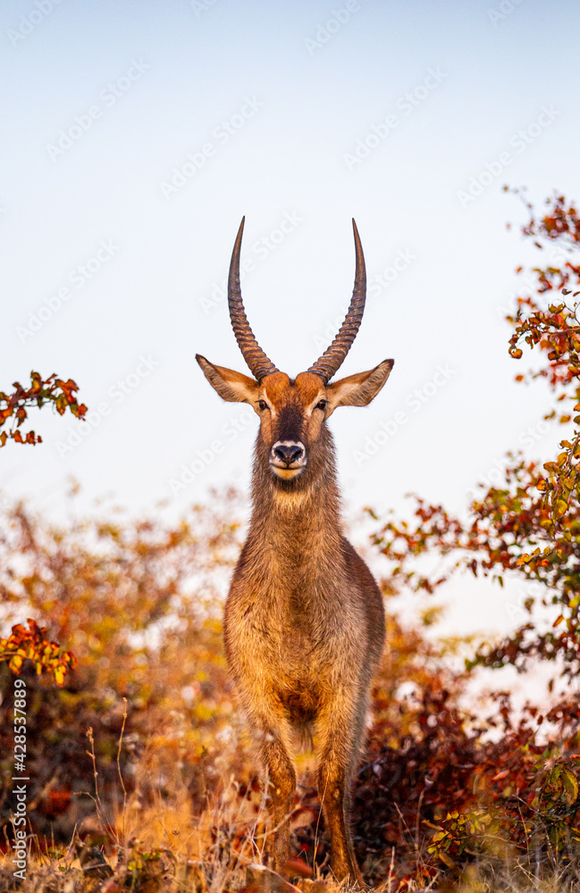 Male Waterbuck standing in the golden light of dawn Male Waterbuck standing in the golden light of dawn