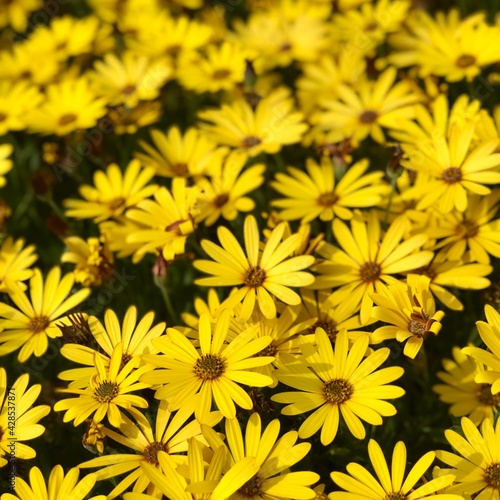 Foto Yellow Cape marguerites blossom flowers in spring
