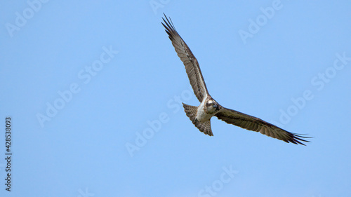 osprey eagle bird in flight