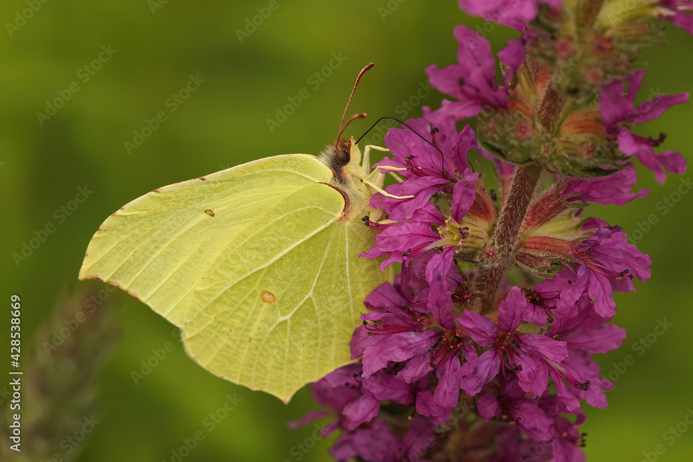 Lateral closeup of a Brimstone butterfly, Gonepteryx rhamni on purple flowers of purple loosestrife, Lythrum salicaria Lateral closeup of a Brimstone butterfly, Gonepteryx rhamni on purple flowers of purple loosestrife, Lythrum salicaria