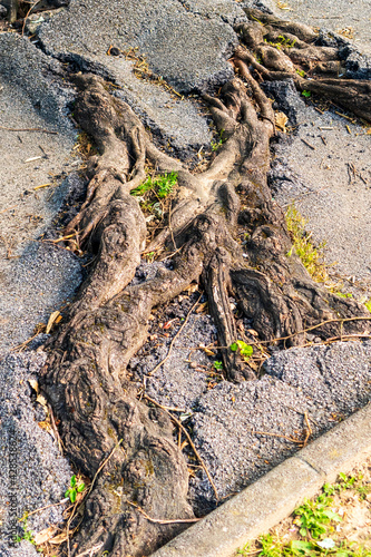 Roots and broken asphalt road surface