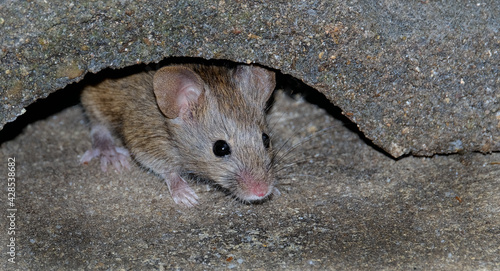 The house mouse is a small mammal of the order Rodentia, characteristically having a pointed snout, large rounded ears, and a long and hairy tail. 