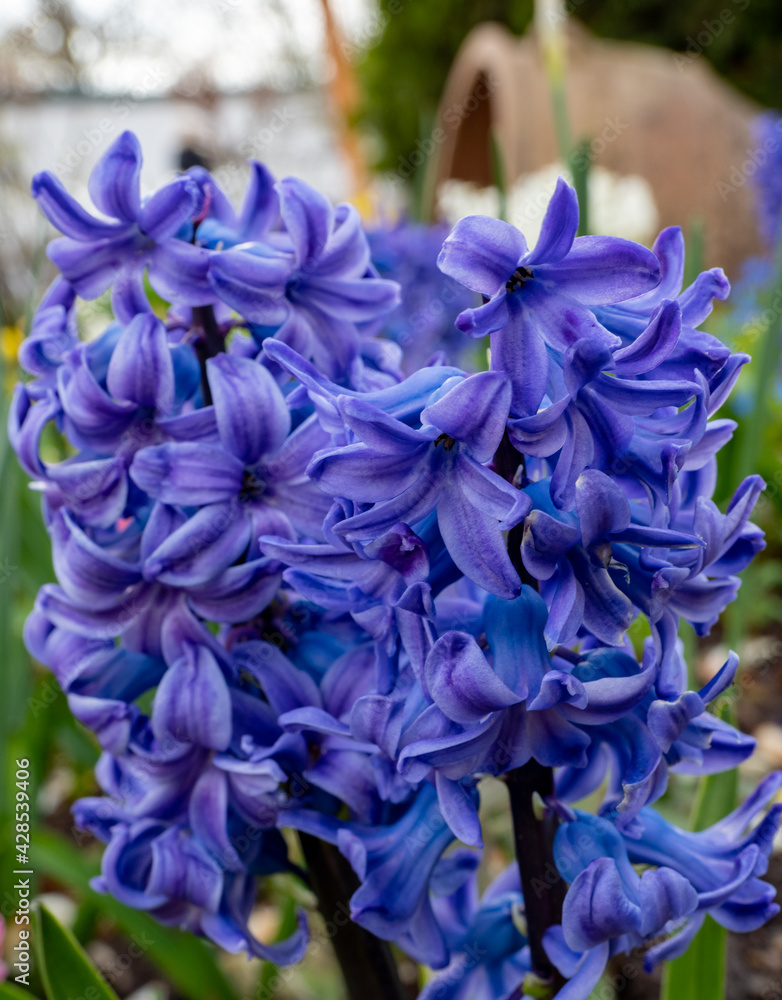 lilac hyacinth flower in a flower bed lilac hyacinth flower in a flower bed