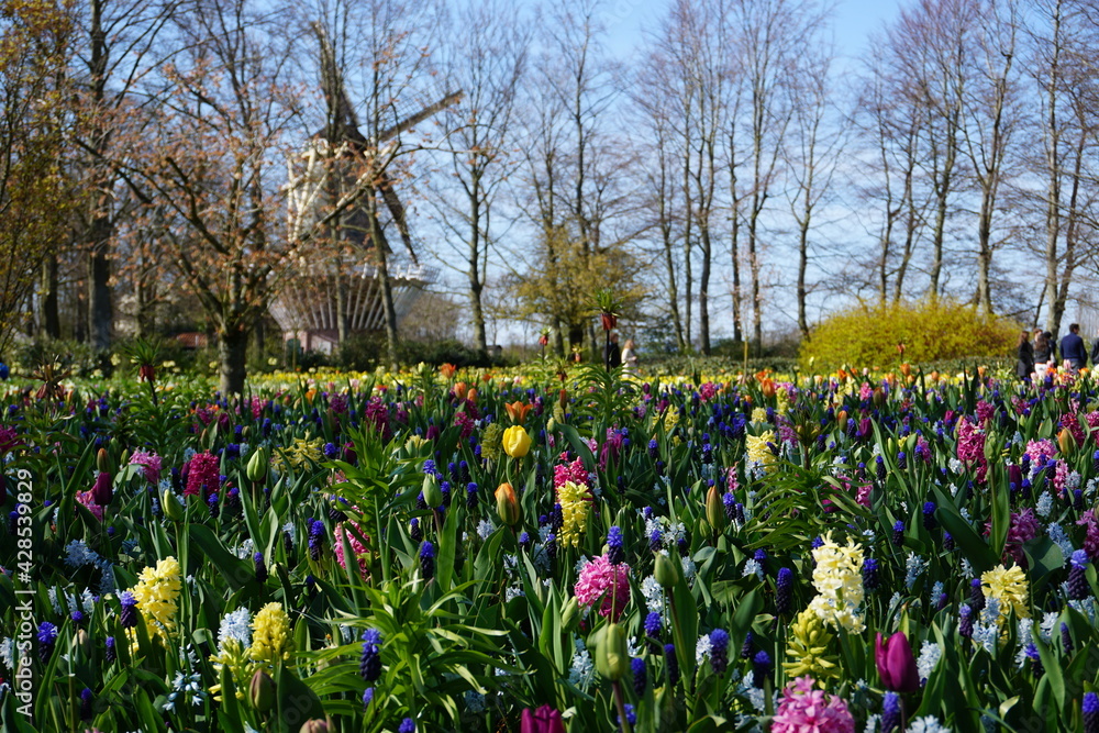 Tulips in Keukenhof