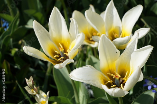 Tulips in Keukenhof