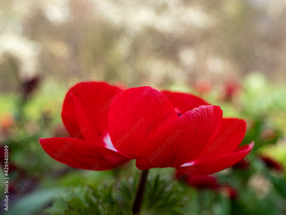 red tulip on a flower bed in the park red tulip on a flower bed in the park