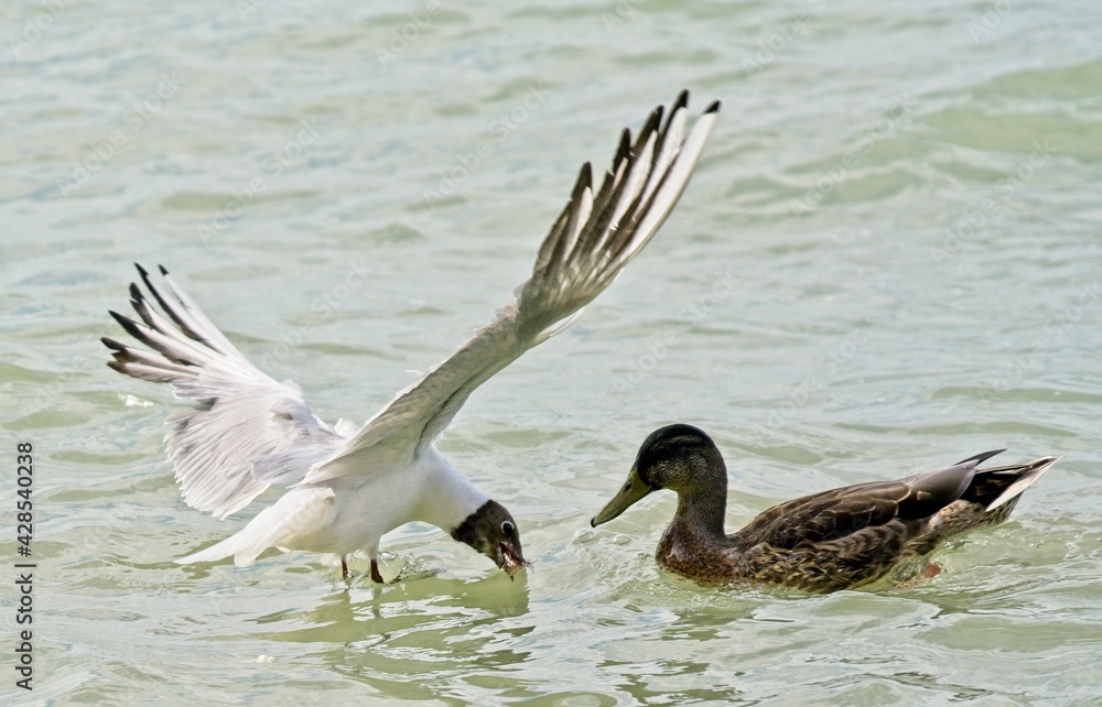Duck and gull fighting for food