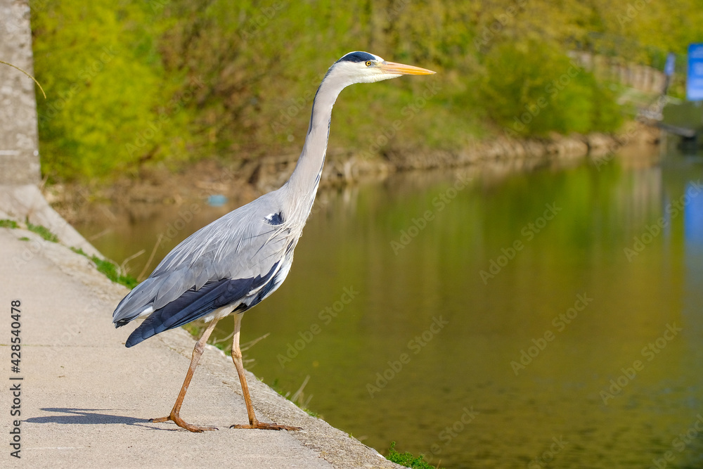 Héron cendré dans un parc Héron cendré dans un parc