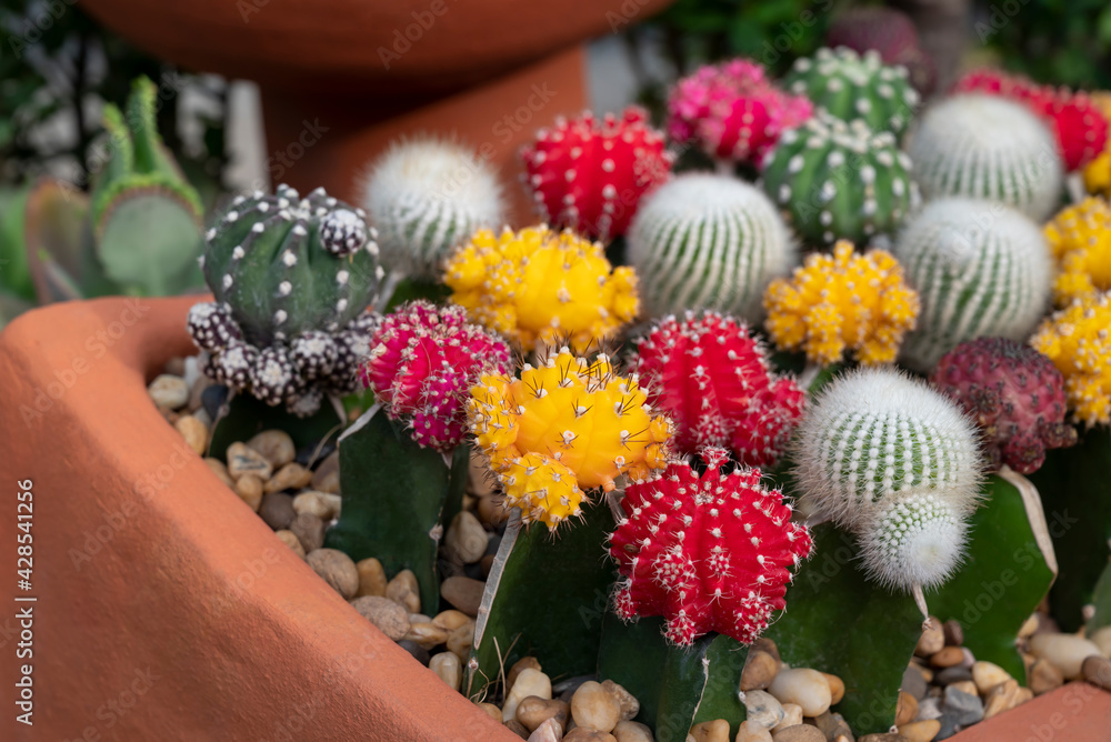 Gymnocalycium cactus, Colorful of succulents plants with round shapes and sharp thorns in the flowerpot.