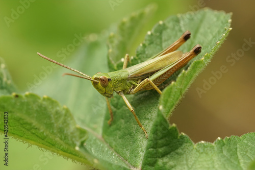 Closeup on a meadow grasshopper, Pseudochorthippus parallelus, ready to jump off a green leaf