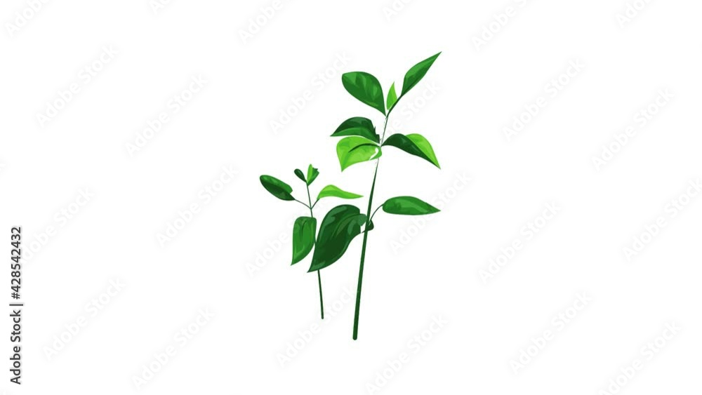 Garden soybean plant icon animation Garden soybean plant icon animation