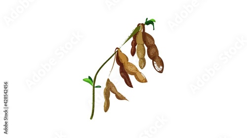 Dry soybean icon animation photo