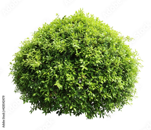Tropical Flower shrub bush tree isolated  plant with clipping path.