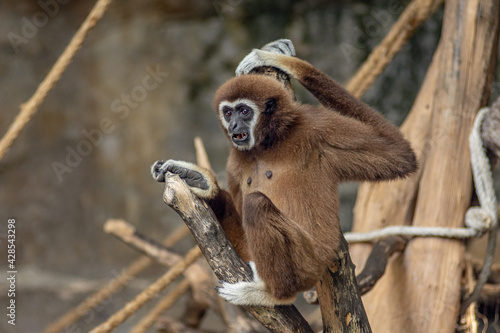 front view portrait of Colobinae Monkey climbing the tree © Валерий Моисеев