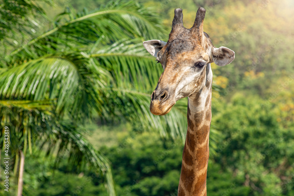 Naklejka premium Front view close-up of a giraffe in front of some green trees