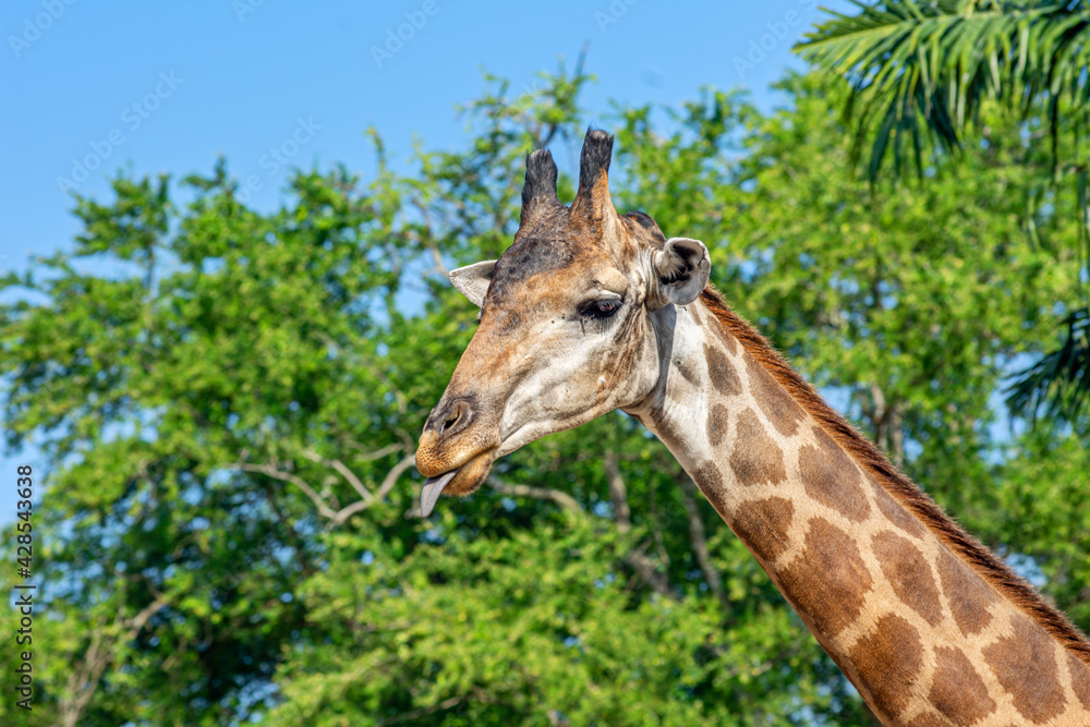 Fototapeta premium Side view close-up of a giraffe in front of some green trees