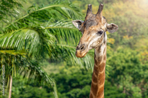 Front view close-up of a giraffe in front of some green trees