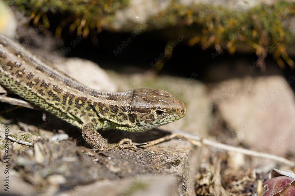 Eidechse Reptil sonnig grün braun Eidechse Reptil sonnig grün braun
