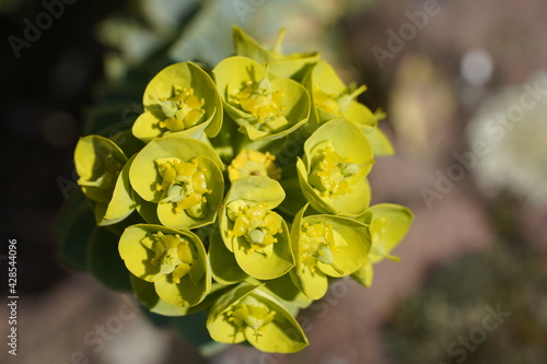 yellow spring flower bloom