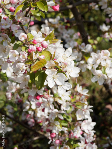 Fotografie Malus floribunda | Japanese flowering crabapple with its bright pink buds that o