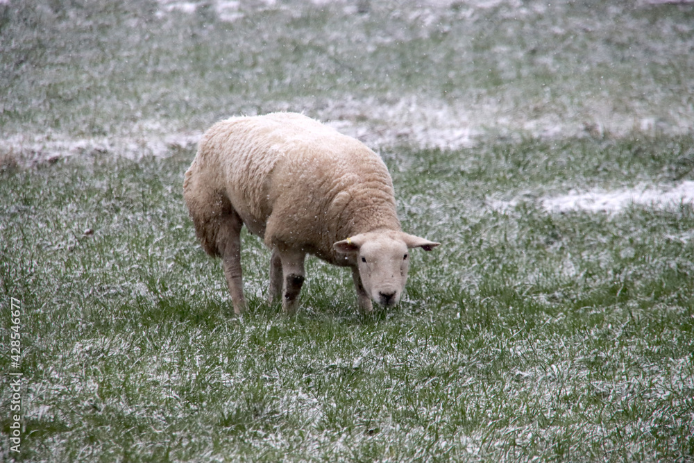 Naklejka premium sheeps in snow at the lowest polder in the Netherlands Zuidplaspolder between Gouda and Rotterdam