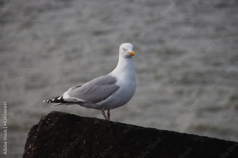 Seagull on the ballast blocks of the Scheveningen harbor pier Seagull on the ballast blocks of the Scheveningen harbor pier