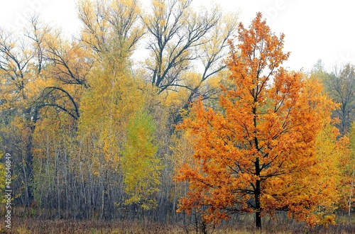 autumn paints © sosnytskyi