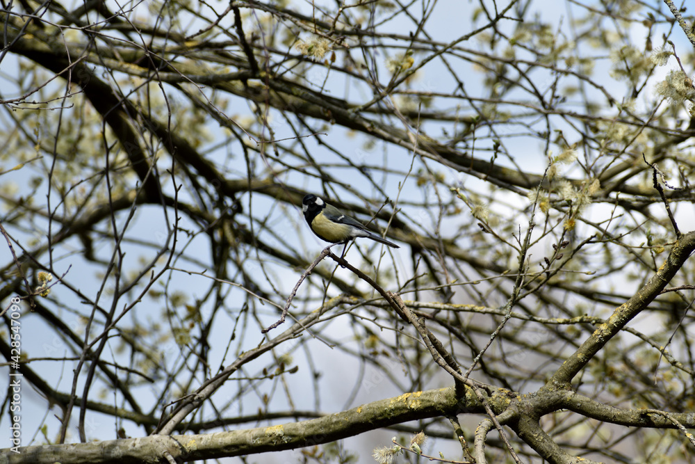 Beautiful Great Tit bird in the branches of a tree near Oss, Netherlands Beautiful Great Tit bird in the branches of a tree near Oss, Netherlands