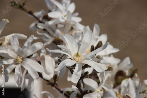 White blossom of the star magnolia
