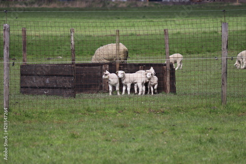 lambs on meadow at the lowest polder in the Netherlands Zuidplaspolder between Gouda and Rotterdam photo