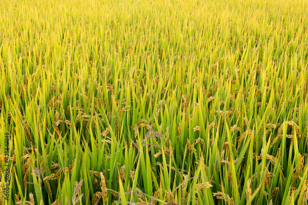 Golden rice field harvest in autumn Golden rice field harvest in autumn