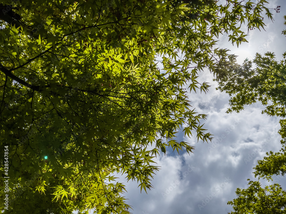 Fototapeta premium trees and sky